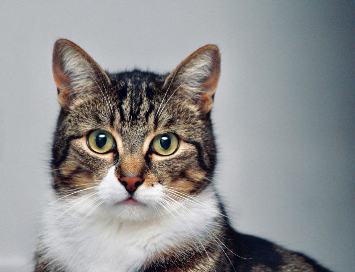 Katt