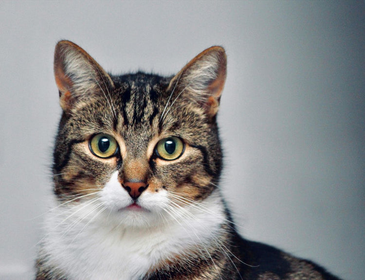 Katt