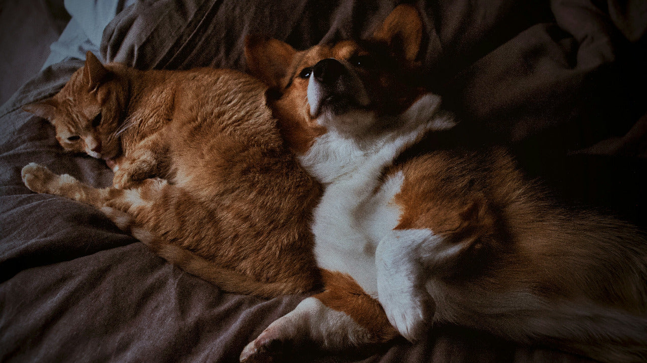 katt och hund